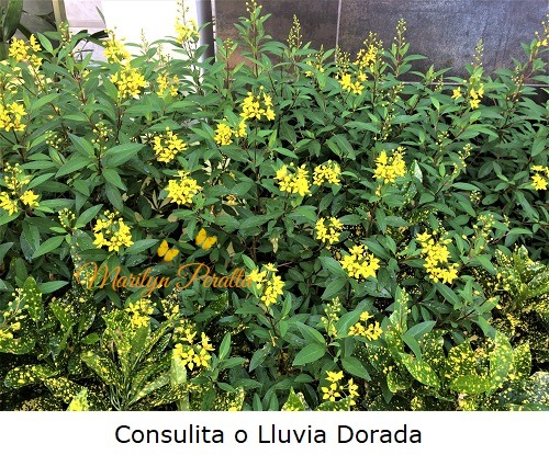 Consulita o Lluvia dorada