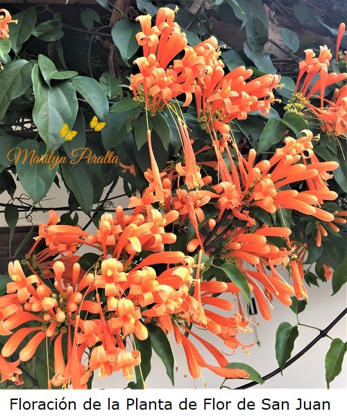 Floración de la Planta de Flor de San Juan