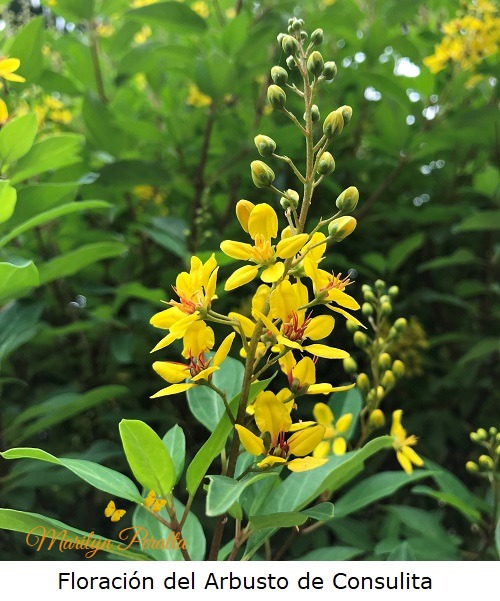 Floración del arbusto de Consulita