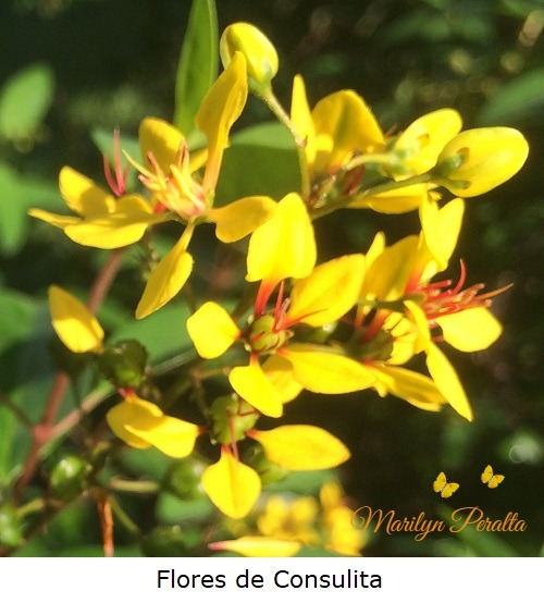 Flores de Consulita