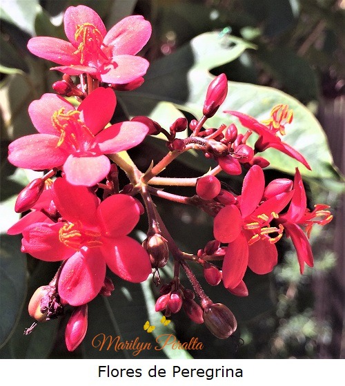Flores de Peregrina