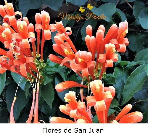 Flores de San Juan