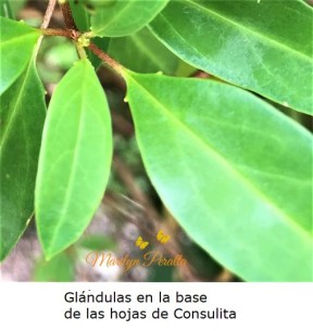 Glándulas en la base de las hojas de Consulita