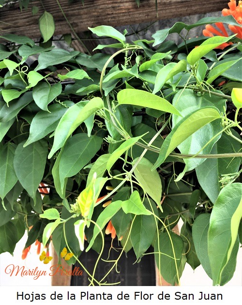 Hojas de la Flor de San Juan