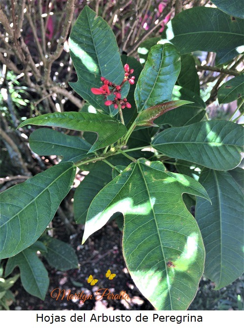 Hojas del arbusto de Peregrina