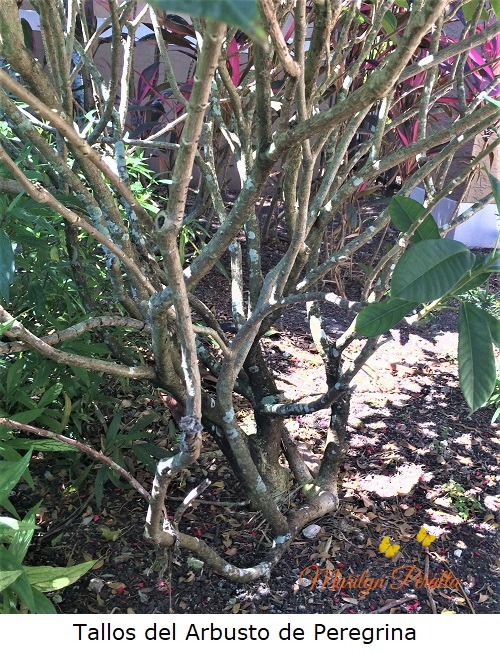 Tallos del Arbusto de Peregrina