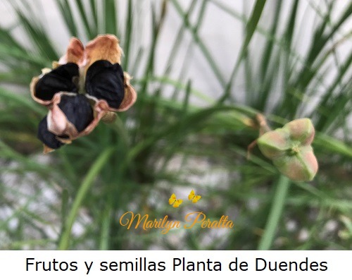 Fruto y semillas de la Planta de Duendes