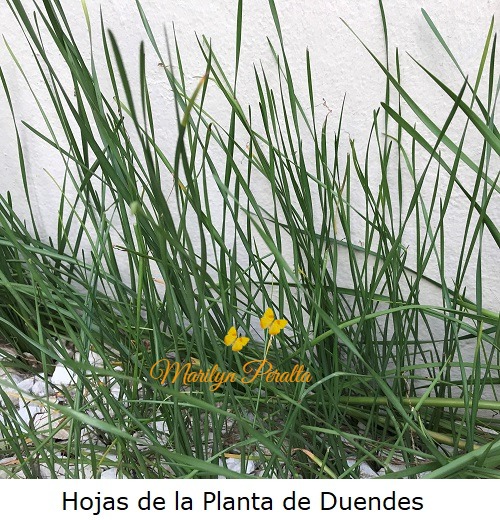 Hojas de la Planta de Duendes