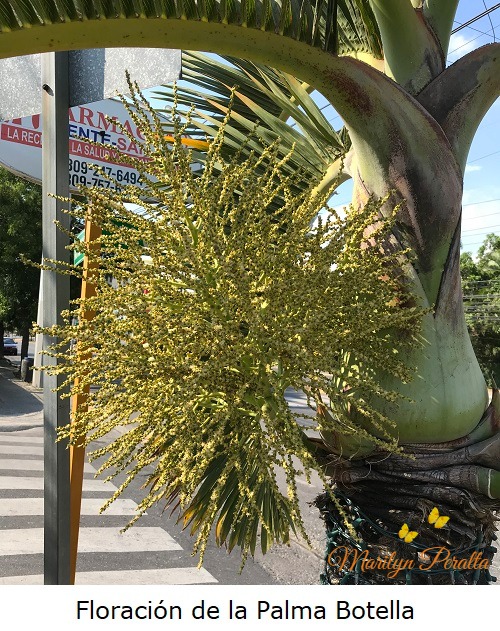 Floración de la Palma Botella