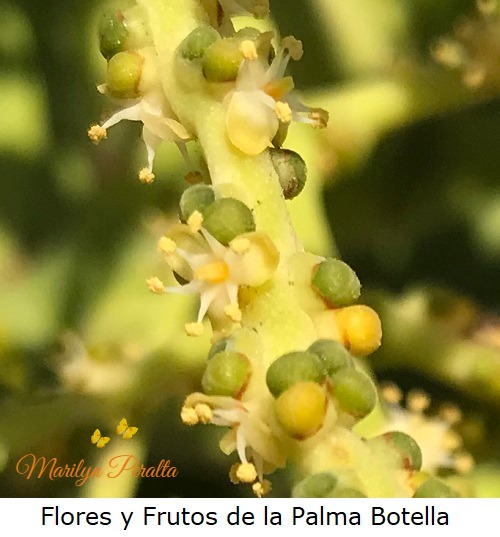 Flores y frutos verdes de la Palma Botella