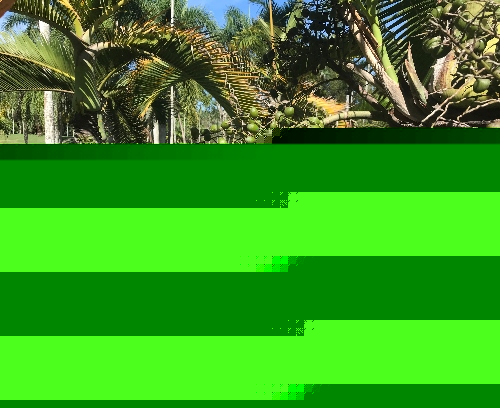 Frutos de la Palma Botella