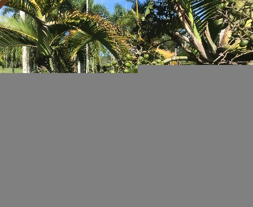 Frutos de la Palma Botella