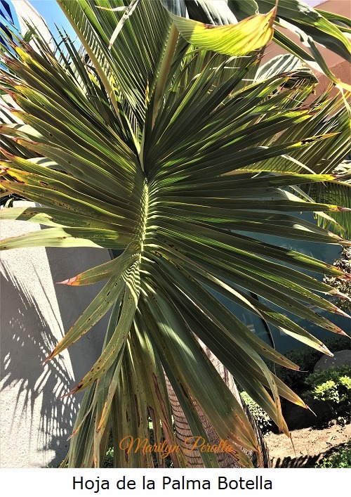 Hoja de la Palma Botella