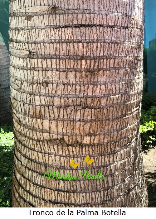 Tronco de la Palma Botella