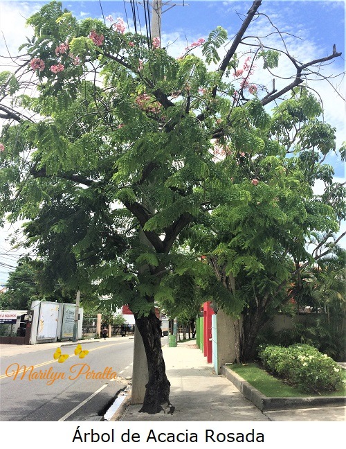 Arbol de Acacia Rosada 1