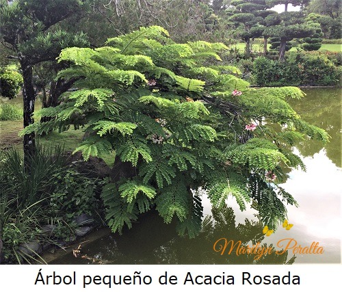 Arbol de Acacia Rosada