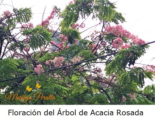 Floracion de la Acacia Rosada 1