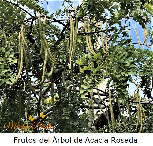 Frutos del Árbol de Acacia Rosada
