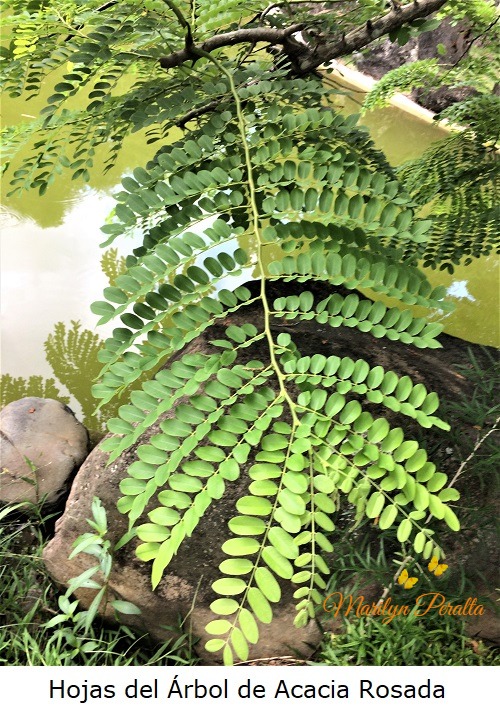 Hojas del Arbol de Acacia Rosada