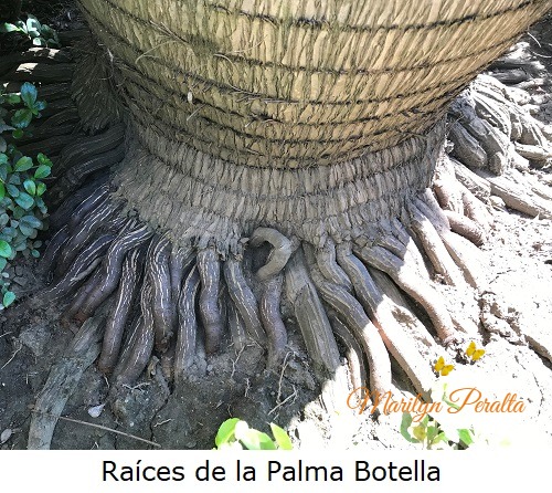 raices de la palma botella