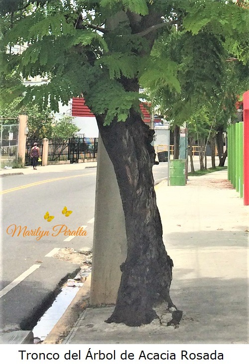 Tronco del Arbol de Acacia Rosada