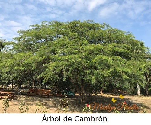 arbol de cambron