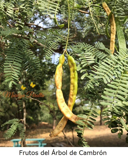frutos del arbol de cambron