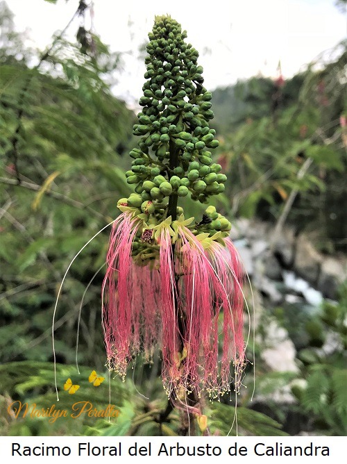 racimo floral del arbusto de caliandra