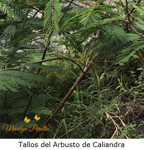 tallos del arbusto de caliandra