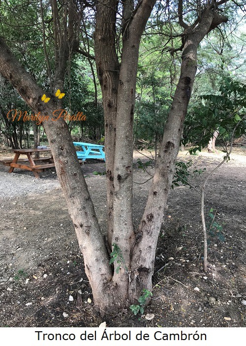 tronco del arbol de cambron