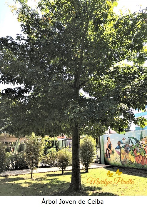 Arbol joven de Ceiba