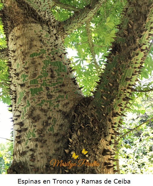 Espinas en tronco y ramas de Ceiba