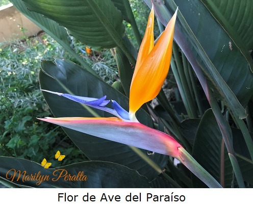 Flor de Ave del Paraiso