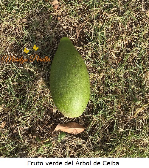 Fruto verde del Arbol de Ceiba
