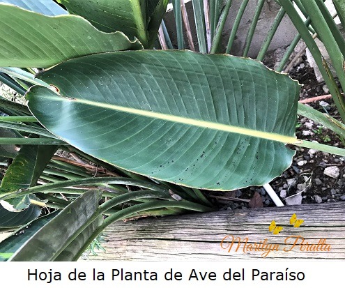 Hoja de la Planta de Ave del Paraiso A