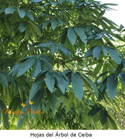 Hojas del Arbol de Ceiba