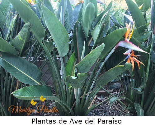 Plantas de Ave del Paraiso A