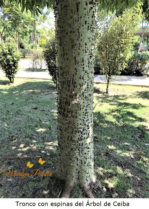 Tronco con espinas del Arbol de Ceiba