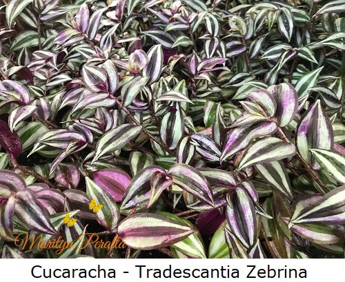 Cucaracha - Tradescantia Zebrina