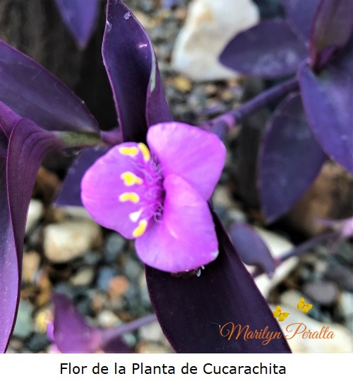 Flor de la Planta de Cucarachita