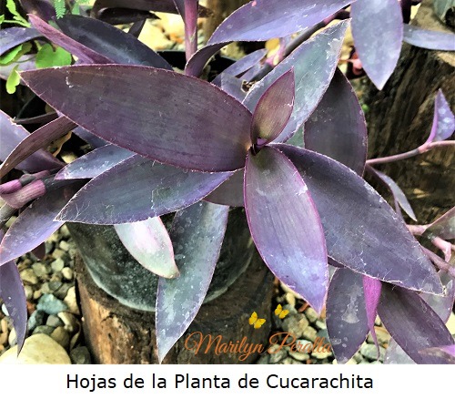 Hojas de Cucarachita