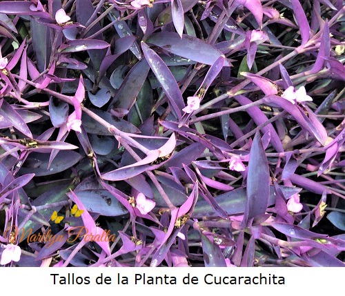 Tallos de la Planta de Cucarachita