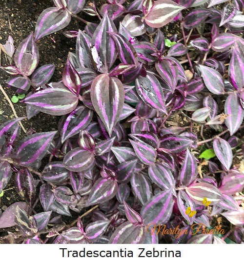 Tradescantia Zebrina