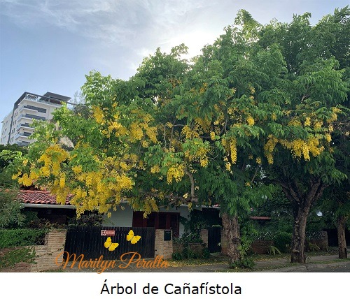 Arbol de Cañafistola