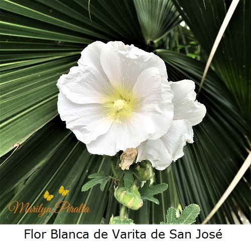 Flor Blanca de Varita de San Jose