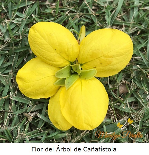 Flor del Arbol de Cañafistola