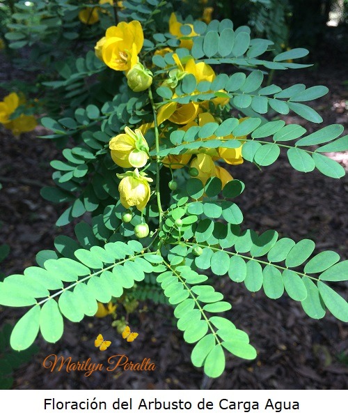 Floracion del Arbusto de Carga Agua