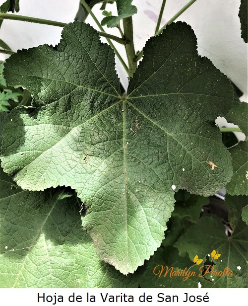 Hoja de la Varita de San Jose