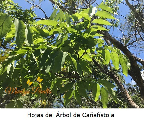 Hojas del Arbol de Cañafistola