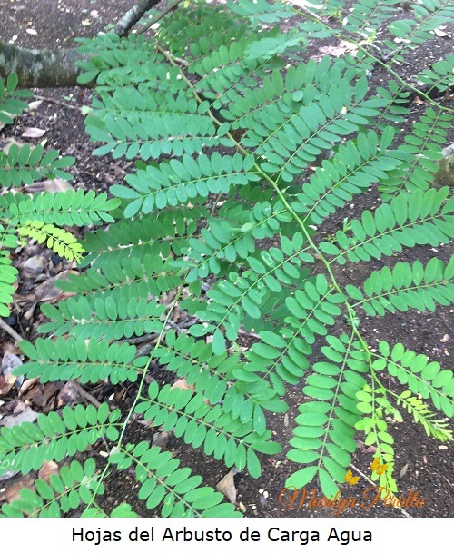 Hojas del Arbusto de Carga Agua